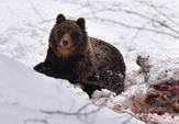 Medvěd v Beskydech-Tisková zpráva